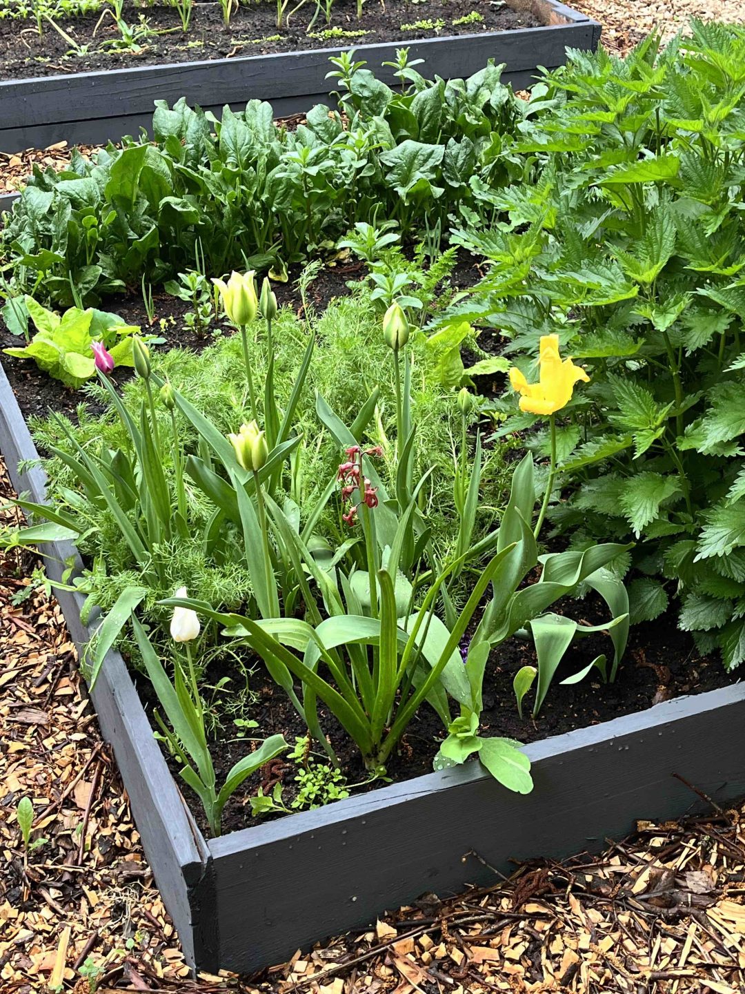 6/ Permakultúrás kert